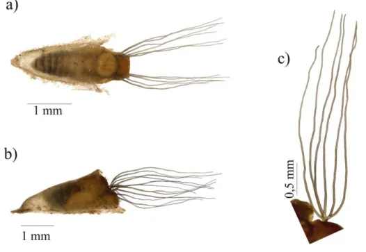 Figura 7- Simulium inaequale (Diptera: Simuliidae). Pupa, vista geral: a) vista dorsal e; b) lateral; 