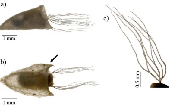Figura  8-  Simulium  lutzianum  (Diptera:  Simuliidae).  Pupa:  a)  vista  lateral  e;  b)  dorsal;  c)  filamentos branquiais com oito ramos