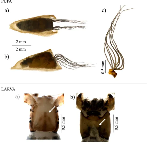 Figura 10- Simulium dekeyseri (Diptera: Simuliidae). Pupa, aspecto geral: a) vista dorsal; b) vista  lateral; c) d) filamentos branquiais com oito ramos