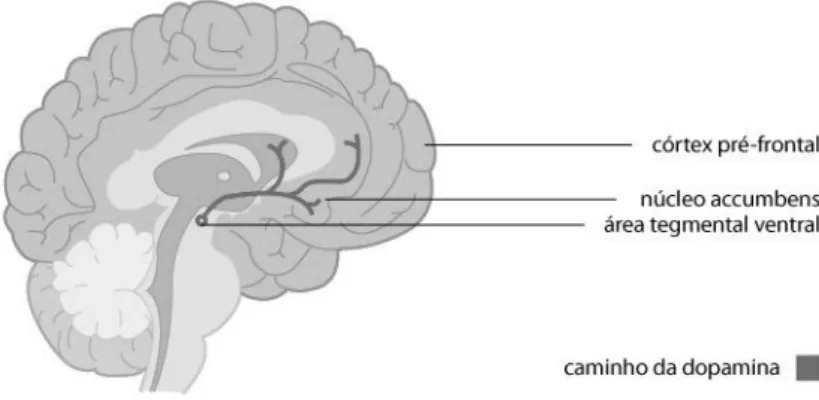 Figura 1 - Sistema emocional (presença da dopamina no corpo). 