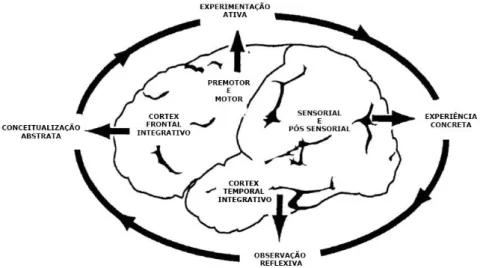 Figura 15 - Relação entre o ciclo da aprendizagem experiencial e as regiões do córtex cerebral  (ZULL, 2002)
