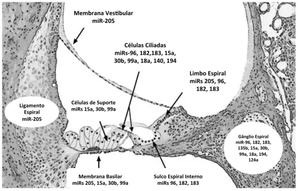 Figura  5  –  Figura  esquemática  do  órgão  de  Corti  mostrando  a  localização  dos  principais  miRNA  expressos  na  fase  pós-natal  de  camundongos