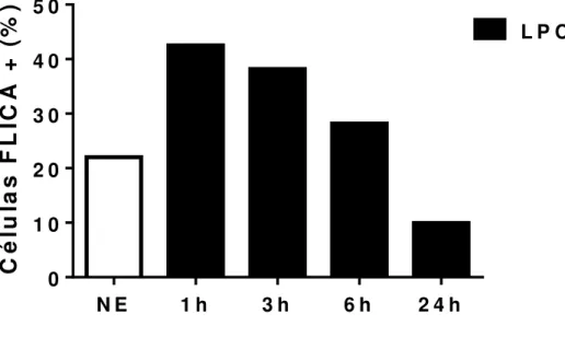 Fig. 2: LPC induz a ativação de  Caspase-1 em macrófagos murinos de modo tempo dependente
