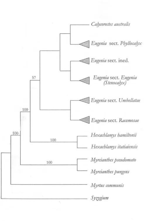 Figura  2:  Cladograma  de  consenso  estrito  de  15  árvores  igualmente  parcimoniosas  obtidas  através  de  dados  de  ITS,  ETS,  psbA-trnH