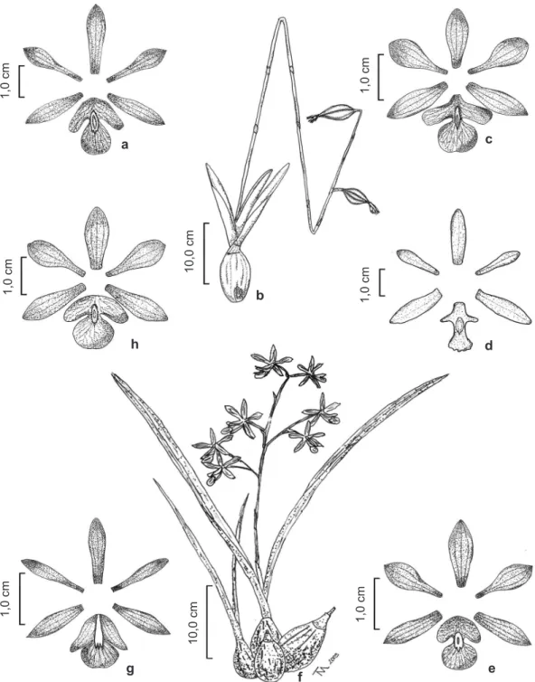 Figura 1 – a. Encyclia argentinensis (Heringer et al. 5797) – a. perianto distendido. b-c