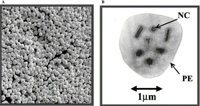 Figura 6.  Lonomia  obliqua multiple  nucleopolyhedoovírus  (LoobMNPV). (a)  Ultra micrografia  de  varredura dos poliedros de LoobMNPV ; (b) Ultramicrografia de transmissão mostrando detalhe de um poliedro  de LoobMNPV, contendo mútiplos nucleocapsídeos (