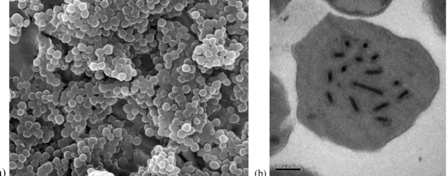 Figura 7. Ultra micrografias de corpos de oclusão de nucleopoliedrovírus (NPVs). (a) Microscopia eletrônica  de  varredura  de  corpos  de  oclusão  (OBs);  (b)  Poliedro  contendo  nucleocapsídeos  únicos  (single)
