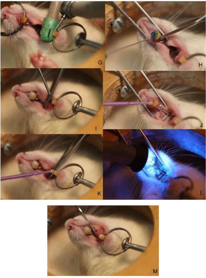 Figura 4: Procedimentos de instalação das molas. A  - Instalação do fio amarrilho no espaço entre o  primeiro e segundo molares murinos