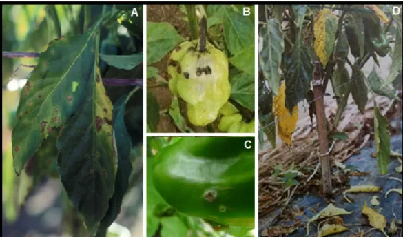 Figura 1.  Sintomas de mancha-bacteriana em Capsicum. A- Lesões necróticas nas folhas; B  e  C-  Lesões  necróticas  nos  frutos  de  pimenta  (Capsicum  chinense)  e  pimentão  (Capsicum  annuum); D- Plantas com desfolha intensa