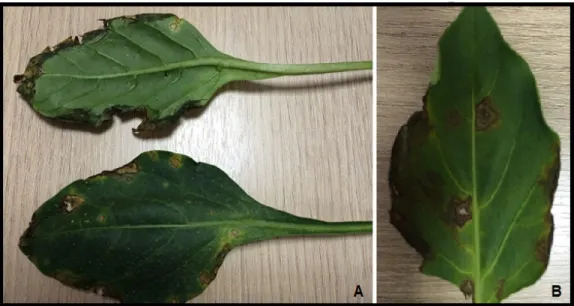 Figura 2. Sintomas da mancha-bacteriana em folhas de pimentão. A e B- Perfurações causadas  pela espécie Xanthomonas perforans