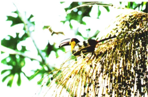 Figura 3. Tucano-de-bico-preto (Ramphastos vitelllinus ariel Vigor, 1826) alimentando-se  de frutos de palmito jussara (Euterpe edulis Mart.)