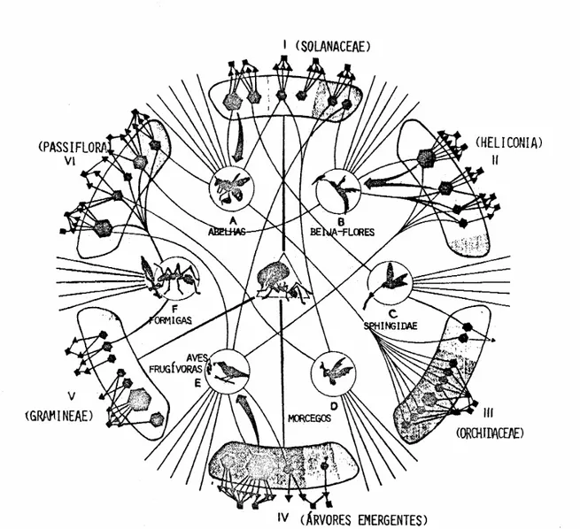 Figura 1. A organização da diversidade nos sistemas de floresta tropical, na concepção  do Gilbert (1981, reproduzido deste trabalho)