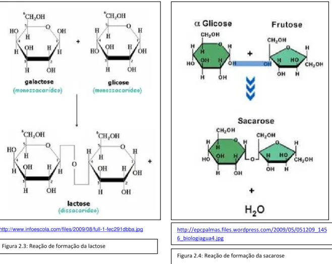Figura 2.3: Reação de formação da lactose 