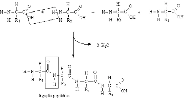 Figura 3.2: Formação da ligação Peptídica. 
