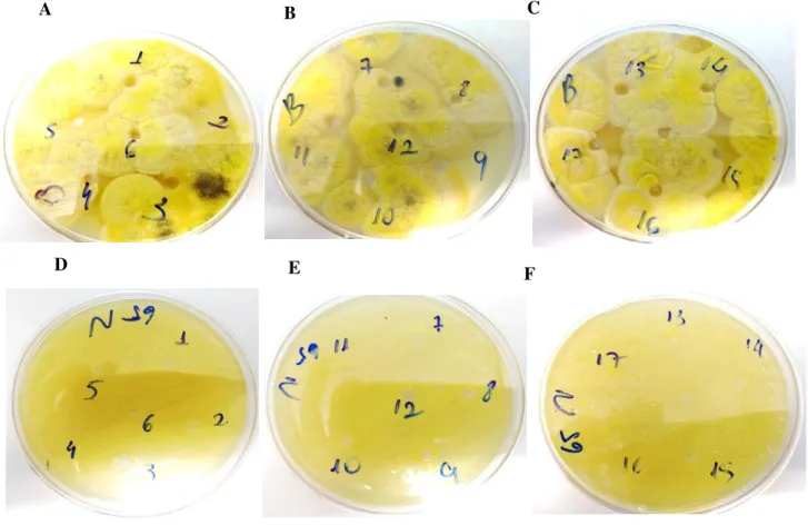 Figura 3: Fotografia das placas de ensaio. A, B e C frente ao fungo. D, E e F frente a bactéria
