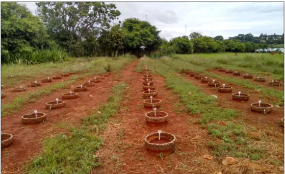 Figura  1.    Vista  geral  do  experimento  em  área  de  campo  contendo  as  cultivares  de  cenoura  „ Nantes ‟ ,  „ Brasília-Agrocinco ‟  e  „ Brasília-CNPH ‟  para a reação a Meloidogyne  incognita e M