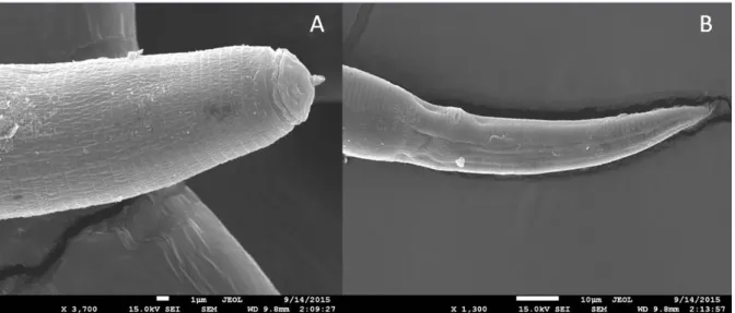 Figura 4. Micrografias ao microscópio eletrônico de varredura com vista lateral da região  cefálica (A) e da cauda (B) de Pratylenchus brachyurus