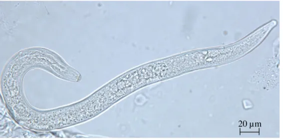 Figura 7.  Gel  de  agarose da  amplificação por PCR de fragmentos de DNA  genômico  de  267  pb  referentes  a  8  populações  de  Pratylenchus  brachyurus  (P1  a  P8)  coletadas  na  RIDE