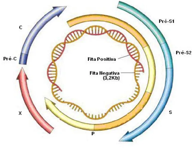 Figura 3: Representação esquemática da organização do genoma do vírus da Hapatite  B. O círculo interno representa o DNA viral, indicado por duas fitas, uma contínua  (amarela) de polaridade negativa e de tamanho 3,2Kb, e uma descontínua (vermelha) de  pol