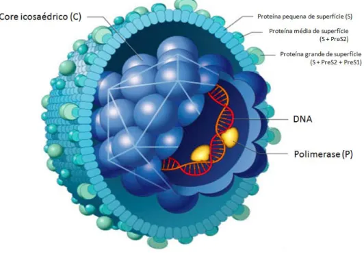 Figura 4: Representação do vírus da Hepatite B. No esquema estão sendo mostrados o  nucleocapsídeo icosaédrico constituído por proteínas do core (C)