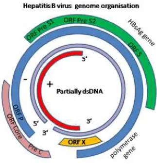 Figura 5: Genoma do HBV onde se evidencia o Gene HBsAg formado pelas ORFs 