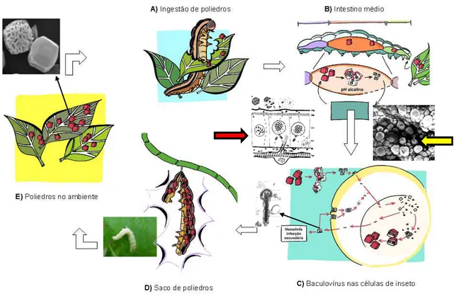Figura 8: Esquema mostrando a infecção in vivo do baculovírus. A) ingestão dos  poliedros que estão presentes na superfície das folhas pelas lagartas