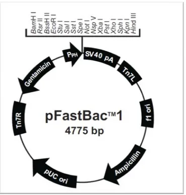 Figura 10: Esquema do vetor de transferência pFastBac TM 1. Plasmídeo contendo 4.775  pares de bases com um gene de resistência a Gentamicina, regiões de transposição 