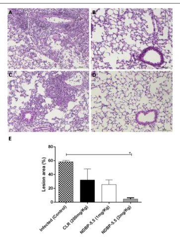 FIGURE 6 | Lung inflammation in mice infected with M. abscessus subsp. massiliense and treated with NDBP-5.5 (1 or 2 mg/kg) or CLR.