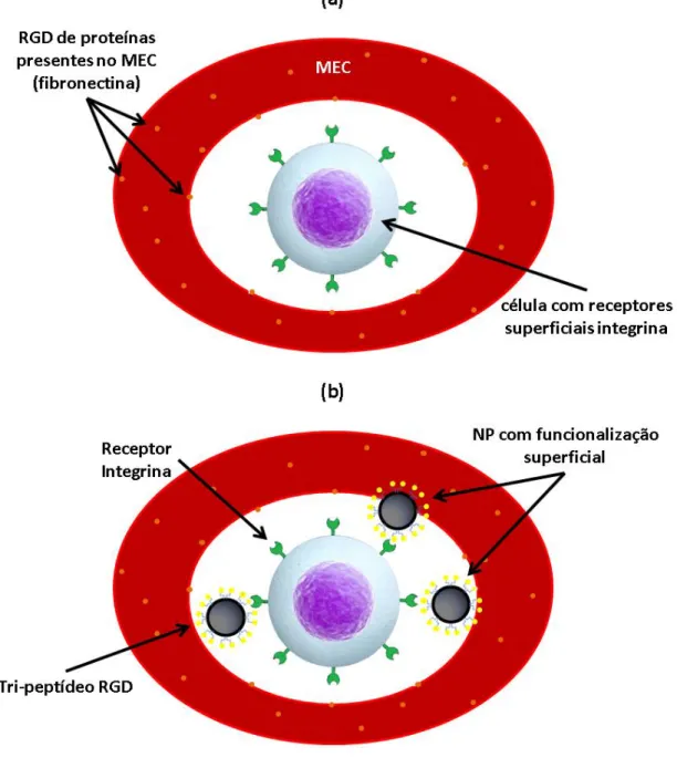 Figura  3:  Ilustração  do  processo  de  adesão  de  (a)  uma  célula  que  contém  receptores  superficiais  integrina  às  proteínas  com  RGD  presentes  na  MEC  e  (b)  na  presença  de  um  biomaterial  funcionalizado com RGD