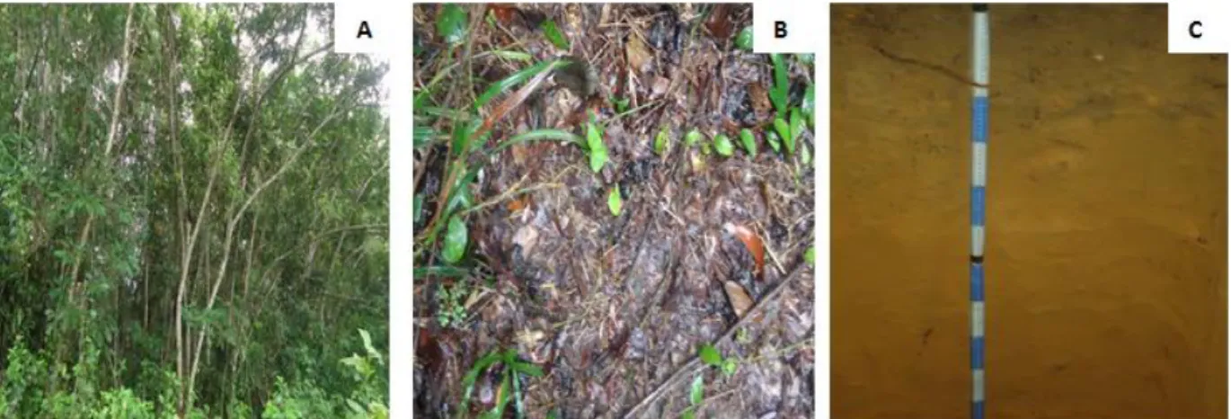 Figura 4-Aspectos da área com capoeira: Vegetação (A); Serapilheira (B) e Perfil do solo (C)  no Campo Experimental Confiança  –  Embrapa, Cantá/RR