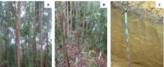 Figura  5-Aspecto  da  área  com  Floresta  plantada  com  Acacia  mangium:  Vegetação  (A); 