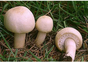 Figura 2.  Agaricus arvensis