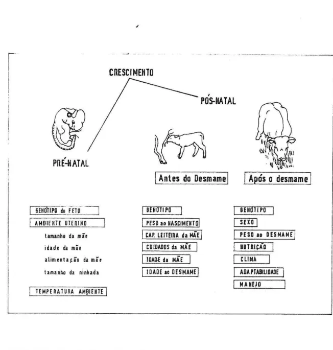 Figura  8.  Representação  esq uemática  dos  factores  que  afectam  o  cresci  menta  pré-natal,  pós -nata l  antes  do  desmame  e  pÓs-natal   de-pois  do  de smame ,  nos  animais  de  interesse  zootécnico