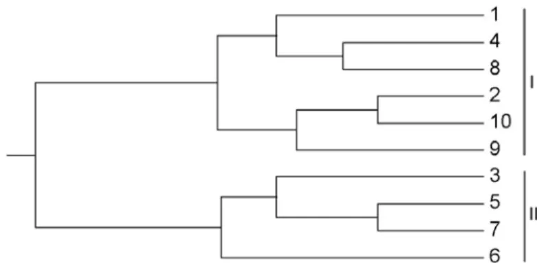 Figura 3. Dendrograma de 10 genótipos de A. unedo L. (1-10), obtido a partir do coeficiente de  similaridade de Jaccard, pelo método de agrupamento UPGMA