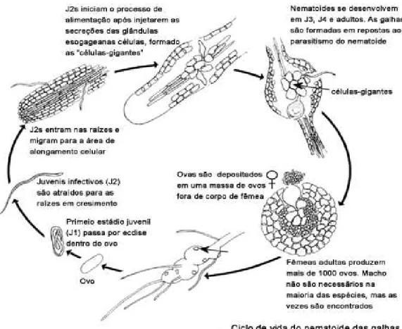 Figura 1 - Ciclo de vida do nematoide formador de galhas Meloidogyne  Fonte: Brewster, V