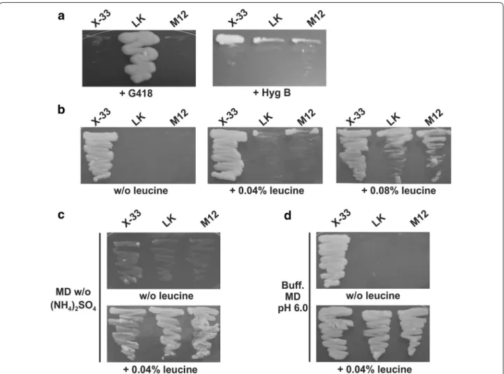 Fig. 1  Strain phenotypic analysis. Strains LK and M12 were grown in different media to confirm drug resistance and leucine assimilation
