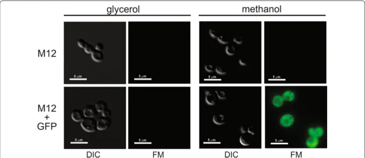 Fig. 3  Physical map of pKGFP-ld expression vector for multiple copy  integration in K