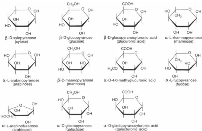 Figura 4.3 Açúcares encontrados na constituição das polioses. Fonte: Rowell (2005).
