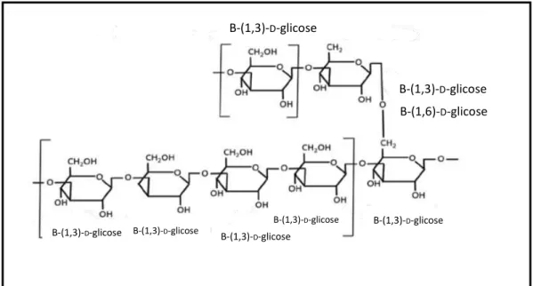Figura 5. Estrutura molecular de β -glucana s do tipo (1→3), (1→6) oriunda de leveduras