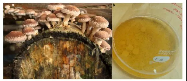 Figura  6.  Cultivo  de  cogumelos.  (a)  Cultivo  de  cogumelos  Shiitake  em  toras  de  madeira;  (b)  Cultivo  submerso de cogumelos em meio líquido