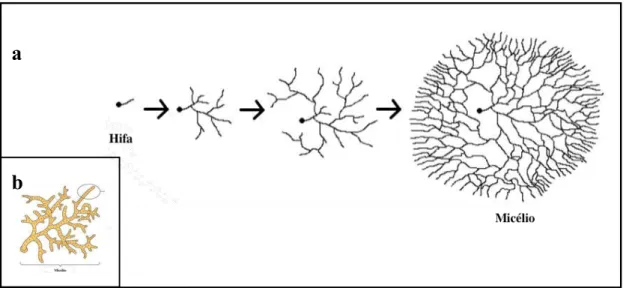 Figura  7.  Esquema  ilustrativo  demonstrando  o  crescimento  micelial  a  partir  de  hifas  no  cultivo  submerso