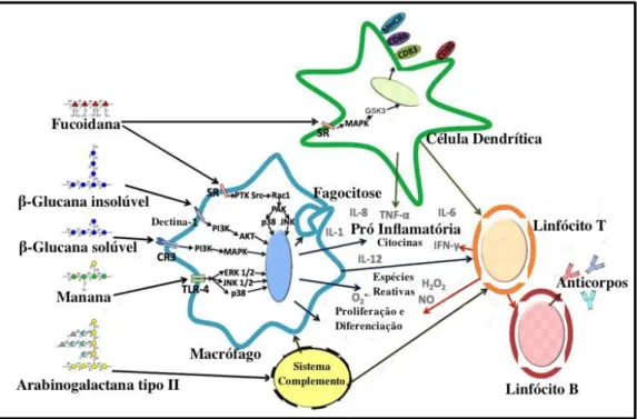 Figura 8. Esquema ilustrativo da ativação do sistema imunológico pelo estímulo de polissacarídeos