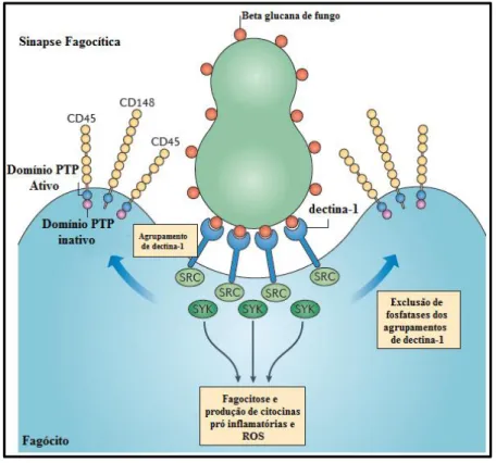 Figura 9. Esquema ilustrativo da formação da sinapse fagocítica. A resposta de dectina-1 é iniciada em  um sítio de contato de uma molécula insolúvel através da formação de uma sinapse fagocítica