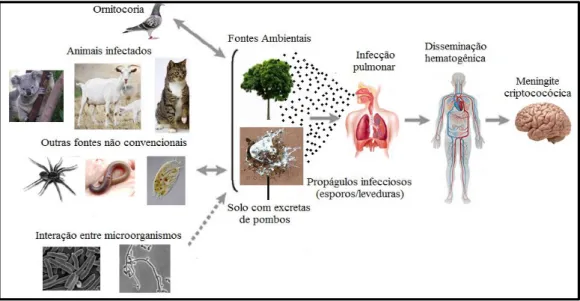 Figura 11. Ciclo de infecção de Cryptococcus envolvendo o ambiente e hospedeiro. No solo, associado às excretas  de aves (principalmente pombos) ou em árvores, o fungo consegue sobreviver