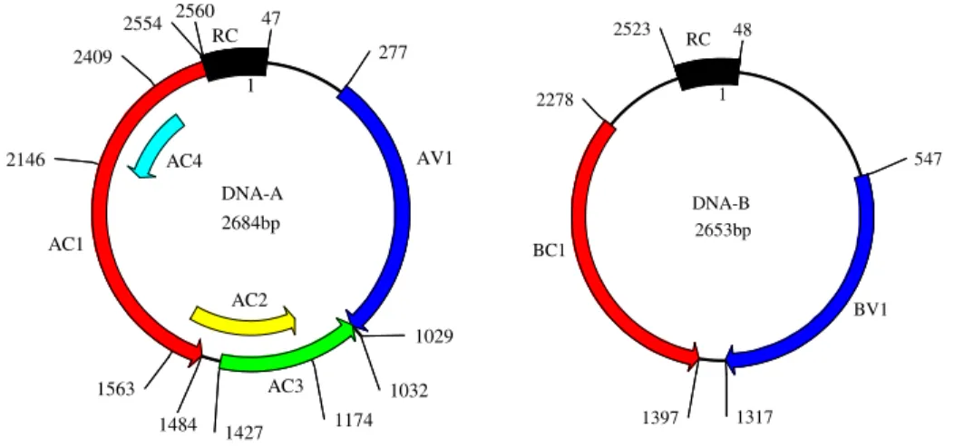 Figura 3. Organização genômica dos clones 15 (DNA-A) e 1 (DNA-B) do isolado 5157. 