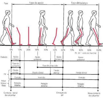 Figura 5. Resumo esquemático de um ciclo de marcha da perna direita (Completo &amp; Fonseca, 2011) 