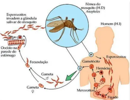 Figura 4 - Ciclo de infeção da malária [20]. 