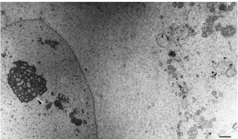 Fig.  9.  Oocyte  of  a  large  secondary  follicle.  Observe  the  fibrillo-granular  nucleolus  (arrowhead)