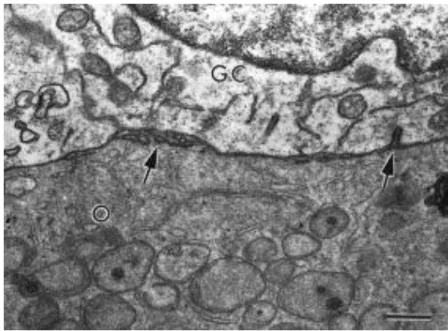 Fig.  5.  Connection  between  oocyte  and  granulosa  cells  in  a  primary  follicle