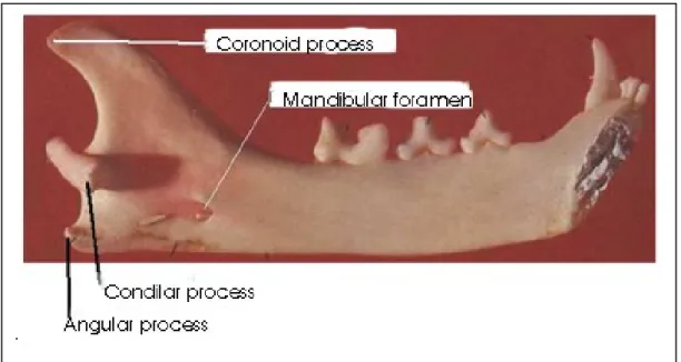 Figure 2. Photograph showing the medial face of a left hemimandible, demonstrating reference points for the  morphometric analysis of the mandibular foramen of cats with no defined breed ( Photo by Prof